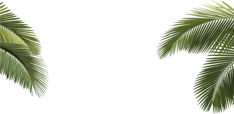 324-3243784_arecaceae-asian-palmyra-gold-palm-tree-leaves-transparent.png (2001×977)
