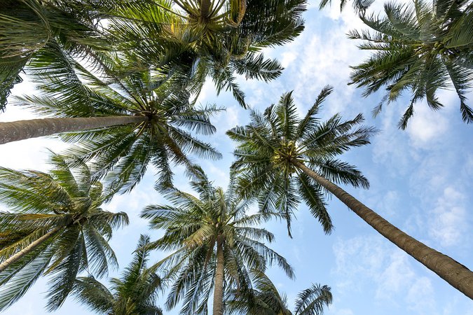 Palm Trees Sky Palms - Free photo on Pixabay