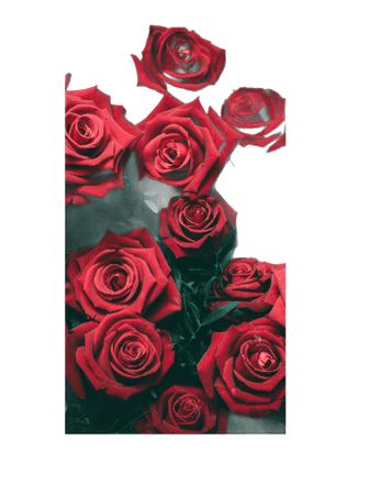 red roses flowers backgrounds