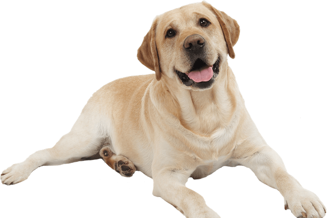 dog png - Google Search