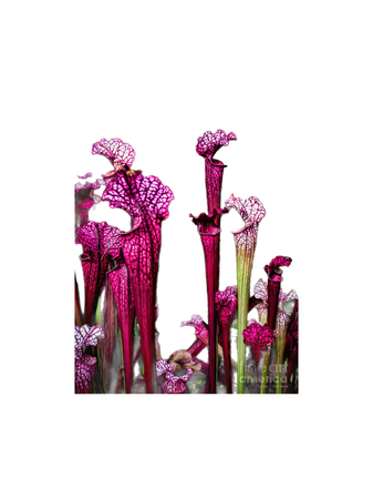 purple pitcher plant flowers