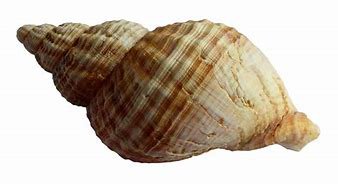 coquillage - shell
