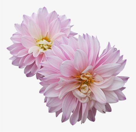 364-3648378_dahlias-flowers-pink-pink-dahlia-flower-png.png (820×800)