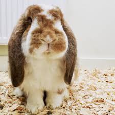 french lop - Google Search