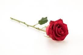 rose png - Google Search