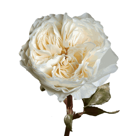 ivory garden rose
