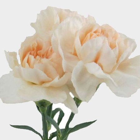 Peach Fancy Carnation Flowers - Wholesale - Blooms By The Box