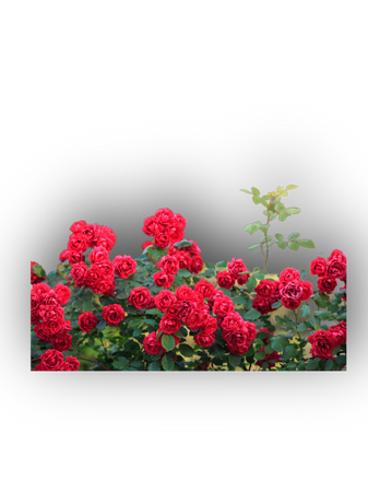 red roses rose bushes flowers gardening