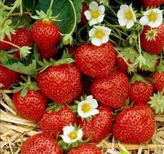 strawberry aesthetic - Google Search