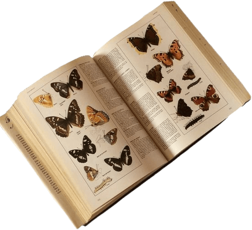 butterfly encyclopedia