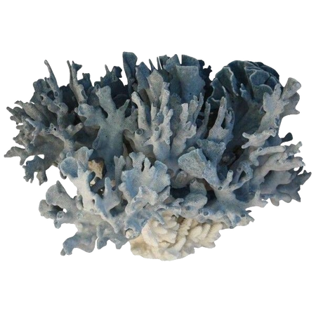 Greyish Coral