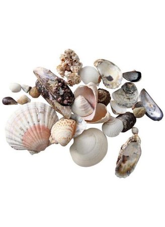 shells filler beach png