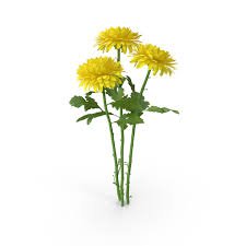 yellow chrysanthemum png - Google Search