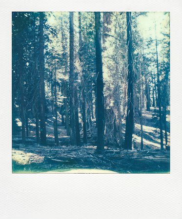 Polaroids: Sequoia National Park — Don't Shake It Like A Polaroid