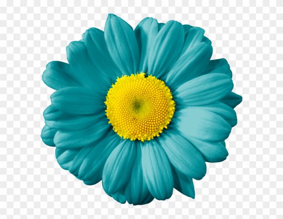 aqua flowers - Google Search