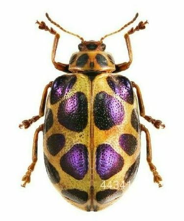 spotted willow leaf beetle
