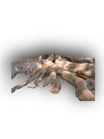 roots nature png