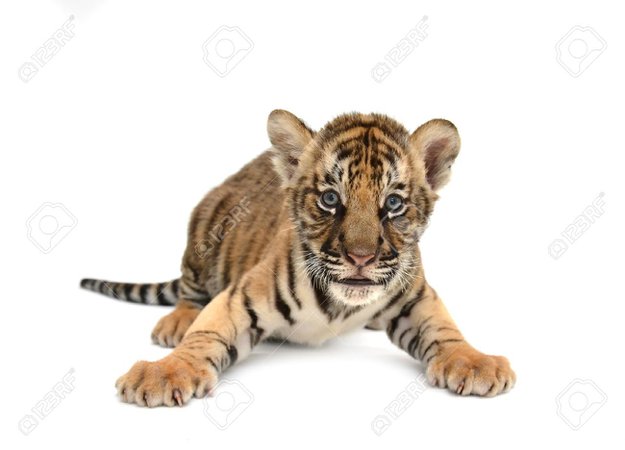 baby tiger