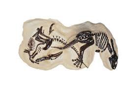 dinosaur bones - Google Search