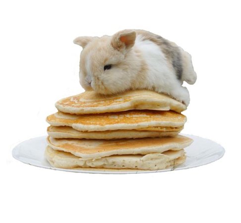 pancake bunny 🐰