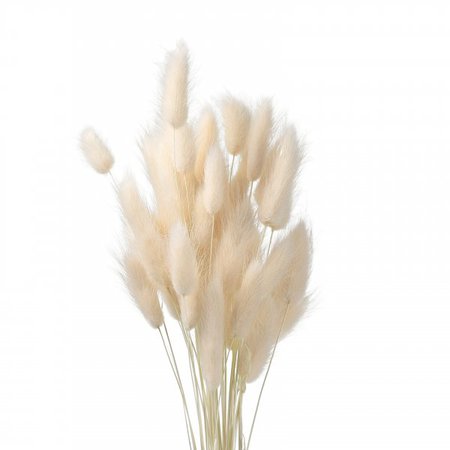 BUNNY TAILS - Dry Flower Collection - Fiorentino LFS Flowers