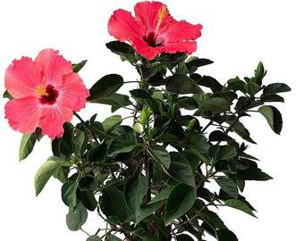 Double Peach Hibiscus Live Plant 3 Gallon Double Bloom | Etsy