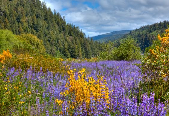 Redwoods State Park, Crescent City flower trip