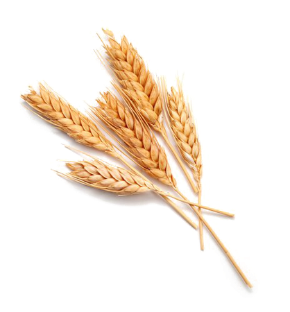 wheat no background - Google Search