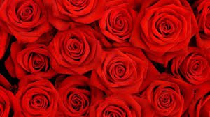 rose red aesthetic - Google Search