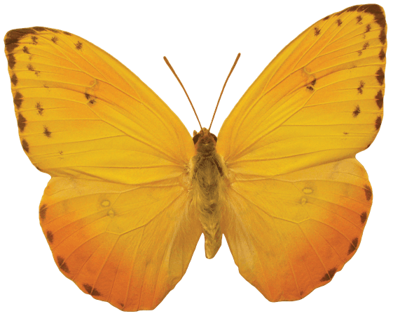 butterfly png - Pesquisa Google