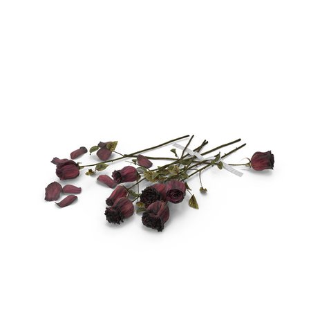 dried-roses-rose-L6vkG49-600.jpg (600×600)