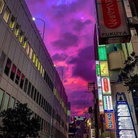 violet japan