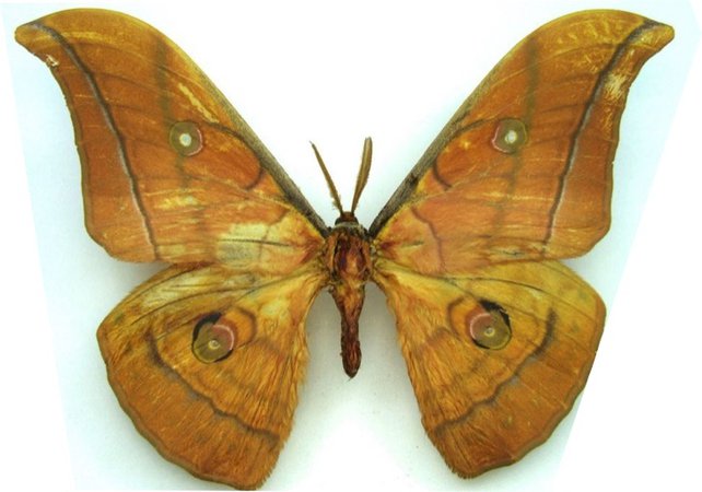 japanese silk moth