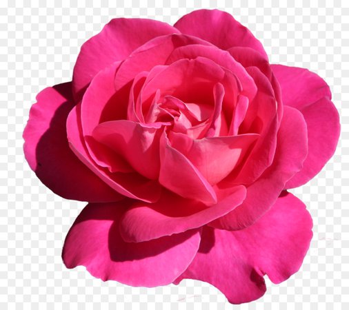 kissclipart-hot-pink-flower-clipart-pink-flowers-rose-clip-art-6b4b3dd79345c399.jpg (900×800)