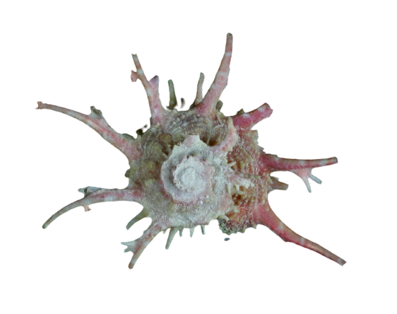 Angaria (gastropod)