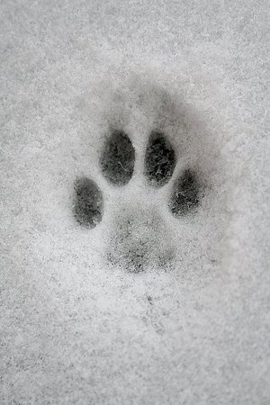 paw print in snow