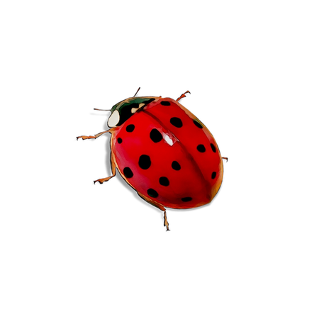 Ladybird beetle Dog Toys - png download - 1053*1053 - Free Transparent Ladybird Beetle png Download. - Clip Art Library