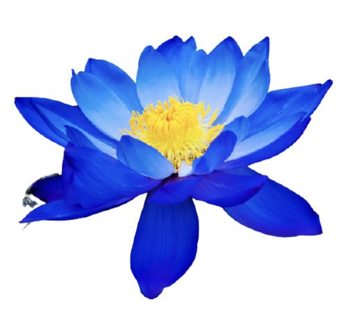 blue Egyptian lotus