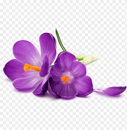urple-flowers-png-image-transparent-purple-flower-on-a-white-background-11562920434ykpajemsl8.png (840×859)