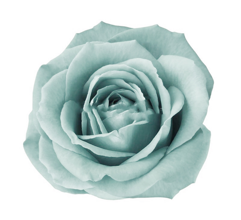 light blue rose