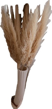 beige feather plant