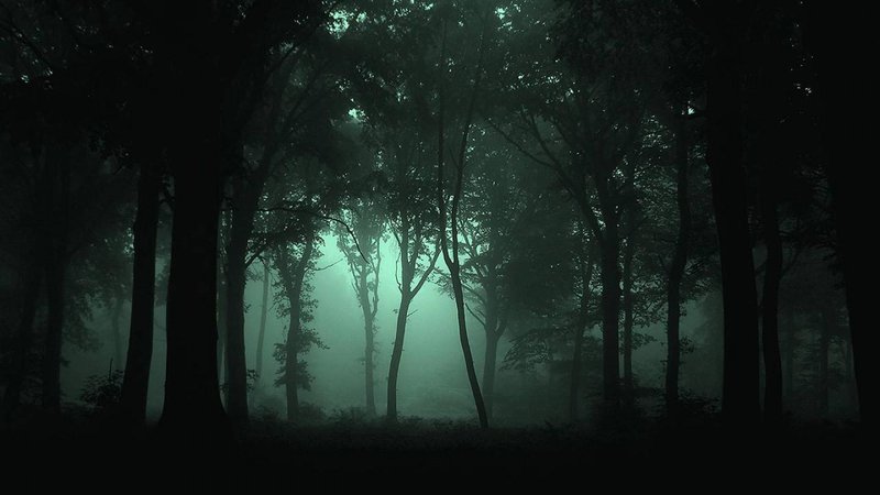 forest at night high quality - Google Search