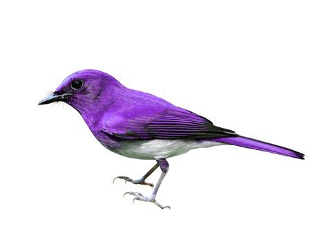 The Beautiful Purple Bird With White Belly Isolated On White.. Stock Photo, Picture And Royalty Free Image. Image 46083263.