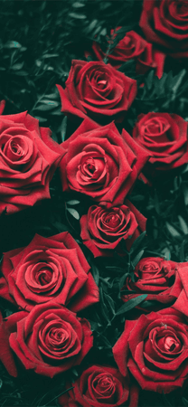 red roses flowers floral backgrounds