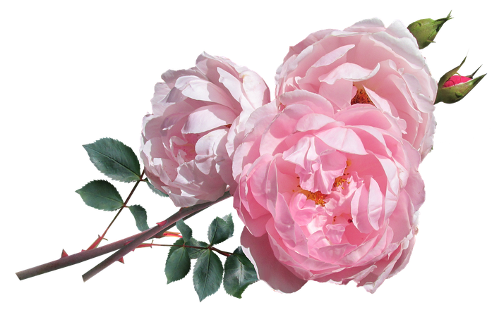 pink roses - Google Search