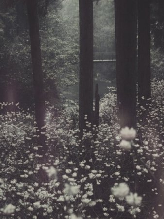 dark forest aesthetic