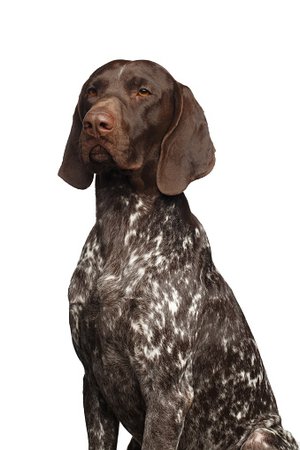 german shorthaired pointer dog