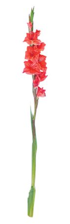 Bright Red Gladiolus Stem