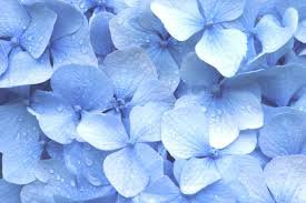 aesthetic blue flowers
