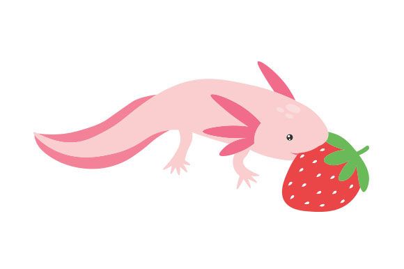 axolotl strawberry 🍓